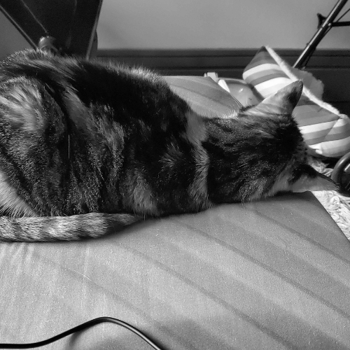 Clove curled up on Adrian's bed